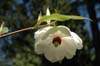 magnolia wilsonii-2